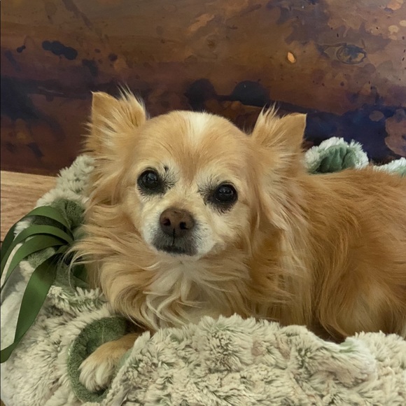 Meet your Posher, Audry - Picture 4 of 16